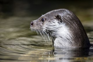 La loutre est de retour dans cinq cours d’eau et lacs en Suisse (archives). KEYSTONE/MICHAEL BUHOLZER
