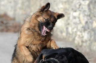 Le nombre de morsures sur des humains a nettement augmenté depuis 2022.