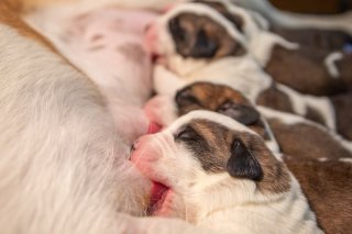 Chiots_Finesse_2024-c-Fondation-Barry-_-Anne-Holzer-light-03