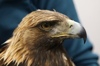 La station de soins "Nouvel Envol" lance son calendrier 2025.