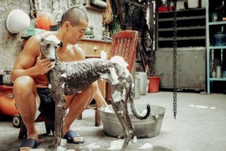 Le film chinois "Black Dog" de Guan Hu remporte le Grand Prix 2025 du FIFF. Ce somptueux récit d’une amitié entre un homme et son chien a séduit le jury. FIFF