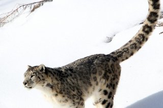 Ces félins à l'épaisse fourrure grise tachetée, offrant un camouflage efficace dans les territoires montagneux où ils évoluent, sont difficiles à repérer, ce qui rend très compliqués les observations sur le terrain. KEYSTONE/EPA/IGOR KOVALENKO