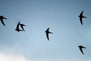 Ils vivent presque exclusivement dans l'air - et sont pourtant touchés par la pollution plastique. (photo d'archives) KEYSTONE/SCHWEIZER VOGELSCHUTZ BIRDLIFE/HANDOUT