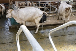 Les vaches de la ferme des Röösli à Hellbühl (LU) bénéficient de toilettes spéciales. KEYSTONE/URS FLUEELER
