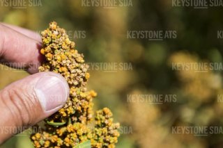 Comme les consommateurs dédaignaient le quinoa indigène pour des raisons de prix, IP Suisse a mis fin au programme correspondant (archives). KEYSTONE / JEAN-CHRISTOPHE BOTT