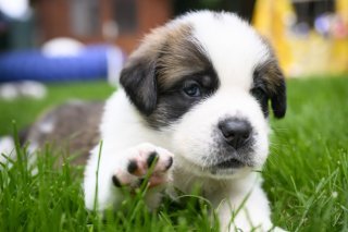 Chaque année, près de 200'000 chiens et chats sont abandonnés en France. Le gouvernement lance une campagne afin d'endiguer le phénomène. (Image d'illustration) KEYSTONE/LAURENT GILLIERON