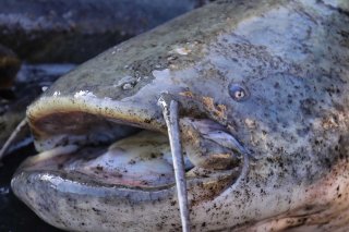 La forte augmentation des prises de silures serait liée aux températures de l'eau de plus en plus élevées provoquées par le réchauffement climatique, explique M. Frei. Elles favorisent à la fois la propagation et la croissance de ces poissons. KEYSTONE/DPA-Zentralbild/TINO PLUNERT