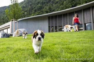 Un chiot Saint-Bernard joue dans le parc lors de l'inauguration officielle du nouveau Barryland à Martigny