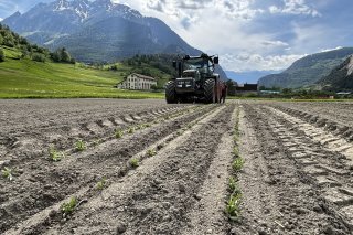 Etienne Tornay vient de mettre en terre des plantons d'edelweiss la semaine dernière