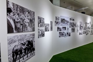 « Domestiques photogéniques » La domestication animale explorée par la Médiathèque Valais - Martigny