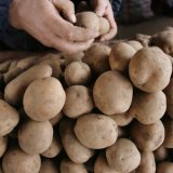 L'origine de la pomme de terre, l'une des cultures agricoles les plus importantes au monde, intrigue depuis longtemps les scientifiques. (archives) KEYSTONE/AP/JOHN MCCONNICO