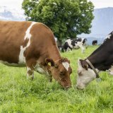 Un premier foyer de dermatose nodulaire contagieuse (DNC) a été détecté dans l'Ain (photo prétexte). KEYSTONE/URS FLUEELER