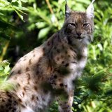Le lynx abattu, contrairement à celui en pleine forme sur la photo, était très affaibli et souffrait de la maladie de Carré (image symbolique). KEYSTONE/URS FLUEELER