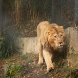 Le jeune lion asiatique Jadoo, âgé de 2 ans, est en train d'explorer ses nouveaux quartiers au zoo de Zurich. Bientôt, il rencontrera les deux lionnes du même âge, avec lesquelles il cohabitera et sera censé participer au maintien de cette espèce menacée. Tim Benz/PD