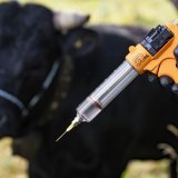 Plus de 200 bovins doivent être abattus en France après la découverte d'un cas de dermatose nodulaire contagieuse. De quoi énerver les agriculteurs sur place (image d'illustration). KEYSTONE/JEAN-CHRISTOPHE BOTT