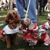 A Londres, la règle est simple: les teckels doivent être parés de leurs plus beaux habits de lumière (pulls douillets, bonnets de père Noël, guirlandes ...) pour défiler. KEYSTONE/AP/Jeff Moore
