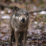 Photo d'illustration d'un loup prise au Wildnispark Langenberg Zurich, à Langnau am Albis. KEYSTONE/MICHAEL BUHOLZER