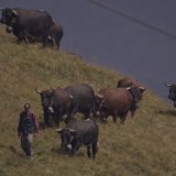 Le film "La Poya" met en valeur les alpages et celles et ceux qui les font vivre (extraits du film)