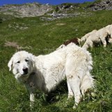 Les chiens de berger doivent être exonérés d'impôt estime le Centre du Haut-Valais (photo d'illustration).