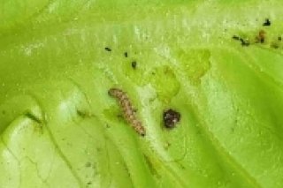 Les chenilles de la noctuelle de la tomate sont très voraces. Ici, les dégâts qu'elle cause sur une feuille de salade. Agroscope