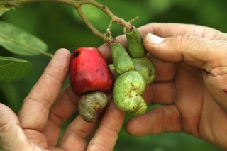 Les noix de cajou ne sont pas à proprement parler des noix, mais les graines d’un fruit (archives). KEYSTONE/AP/WILFREDO LEE