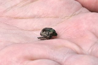 Le scarabée japonais (Popillia japonica) est un insecte vorace pouvant provoquer des dégâts considérables. Les individus adultes mangent les feuilles, les fruits et les fleurs de plus de 400 végétaux (archives). Keystone/WALTER BIERI