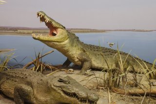 Les crocodiles du Nil représentaient une menace, ont justifié les autorités (Photo d'illustration/Archives). KEYSTONE/CHRISTIAN BEUTLER