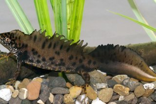 Le triton crêté (Triturus cristatus) est une espèce d'amphibien rare et fortement menacée en Suisse. WSL/Thomas Reich