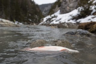 Les travaux préparatoires pour dépolluer le ruisseau Spöl, dans le Parc national suisse (GR), ont débuté après la contamination aux PCB de 2016 (archives). KEYSTONE/ARNO BALZARINI