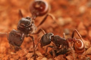 Reine et ouvrière de la fourmi moissonneuse Pogonomyrmex s’occupant de larves. Christian König