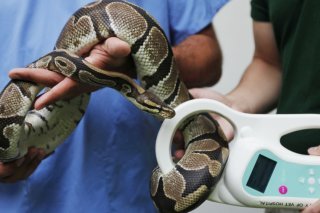 Un python royal de 85 centimètres a été découvert dans les rues de Villeneuve par une habitante. La capture de ce genre de spécimen reste encore l'exception pour les services spécialisés (photo d'illustration). KEYSTONE/AP/LEFTERIS PITARAKIS