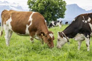 Un premier foyer de dermatose nodulaire contagieuse (DNC) a été détecté dans l'Ain (photo prétexte). KEYSTONE/URS FLUEELER