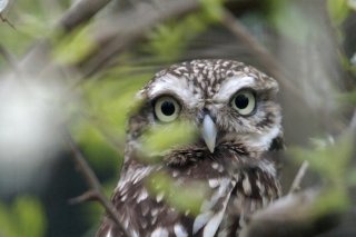 Die einst in der Schweiz fast ausgestorbenen Steinkäuze breiten sich wieder aus. (Archivbild) KEYSTONE/MARKUS STUECKLIN