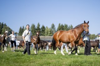 Une étude montre que les chevaux sauvages ont été spécialement dressés par les hommes pour devenir des animaux de selle (image d'illustration). KEYSTONE/TIL BUERGY