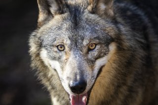 Six cantons veulent réguler les meutes de loups cette année (archives). KEYSTONE/MICHAEL BUHOLZER