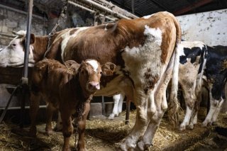La dermatose nodulaire contagieuse bovine a entraîné l'abattage plus de 1700 animaux en France (archives). KEYSTONE/EPA/CAROLINE BLUMBERG