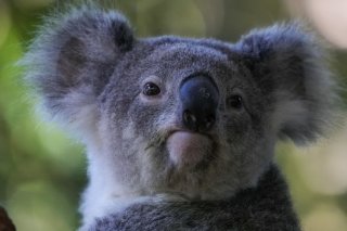 Le programme australien de suivi des koalas estime leur nombre actuel entre 95'000 et 238'000 (archives). KEYSTONE/AP/MARK BAKER