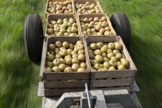 Même si elles paraissent impeccables à la récolte, les pommes peuvent soudainement présenter des zones brunes et pourries lorsqu'elles sont stockées. Cela est dû à des maladies post-récolte comme la pourriture lenticellulaire (image symbolique). KEYSTONE/GAETAN BALLY