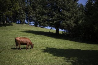 Il y a un peu plus d'un an, des analyses ont montré des teneurs trop élevées en PFAS dans la viande et le lait provenant de vaches de certaines exploitations agricoles dans le canton de Saint-Gall (photo d'illustration) KEYSTONE/GIAN EHRENZELLER