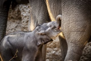 Zali était né le 19 avril au zoo de Zurich. Il s'agissait de la quatrième naissance pour sa mère Fahra (archives). KEYSTONE/MICHAEL BUHOLZER