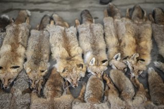 La Suisse doit interdire l'importation de fourrure issue d'animaux ayant été maltraités (archives). KEYSTONE/GIAN EHRENZELLER