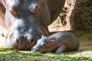 Le bébé hippopotame est né mardi au zoo de Bâle. Ses parents étaient déjà devenus parents d'une femelle, en 2021 Zoo de Bâle