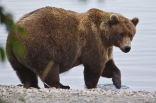 Cette année, des attaques d’ours ont coûté la vie à sept personnes au Japon. (archives) KEYSTONE/AP/E Johnston