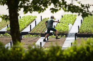 Lausanne veut encourager la création de toitures potagères (photo d'illustration). KEYSTONE/LAURENT GILLIERON