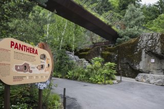 Pour l'instant, le jeune lion Jadoo découvre seul l'espace Panthera du zoo de Zurich. Il rencontrera bientôt les deux lionnes Xallu et Xolani (archives). KEYSTONE/ENNIO LEANZA