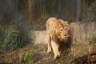 Le jeune lion asiatique Jadoo, âgé de 2 ans, est en train d'explorer ses nouveaux quartiers au zoo de Zurich. Bientôt, il rencontrera les deux lionnes du même âge, avec lesquelles il cohabitera et sera censé participer au maintien de cette espèce menacée. Tim Benz/PD