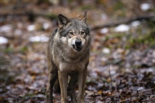 Photo d'illustration d'un loup prise au Wildnispark Langenberg Zurich, à Langnau am Albis. KEYSTONE/MICHAEL BUHOLZER