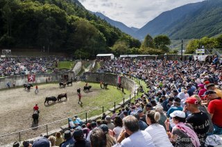 Le combat de reines prévu dans le Haut-Valais le 28 septembre est maintenu pour l'instant : cela permettrait de garantir un nombre de bêtes suffisant pour la finale 2026.