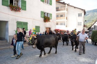 Cette année, les vaches ne traverseront pas le village de Sembrancher à l'occasion de la désalpe.