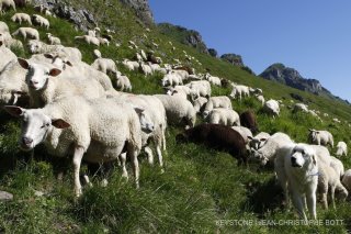 Un chien berger ou chiens de protection des troupeaux, ici un Maremmana des Abruzzes, est utilise par les bergers pour proteger les troupeaux de moutons du loup, dans les alpages de montagne. Photographie ce mardi 15 juillet 2008 sur un alpage dans la region de Morgins dans le canton du Valais. (KEYSTONE/Jean-Christophe Bott)